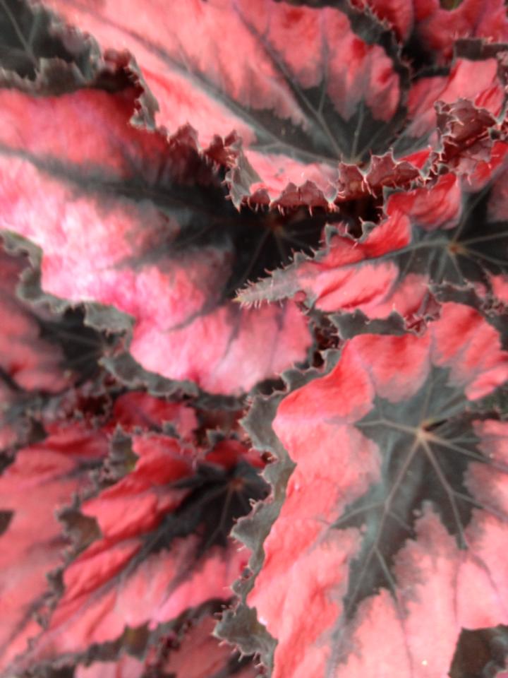 B. ‘Harmony’s Red Robin’